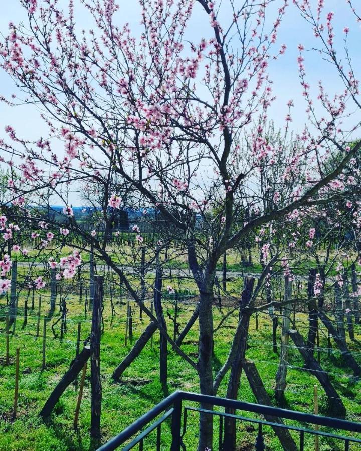 Jera Pince Es Vendeghaz Villa Somlovasarhely Buitenkant foto